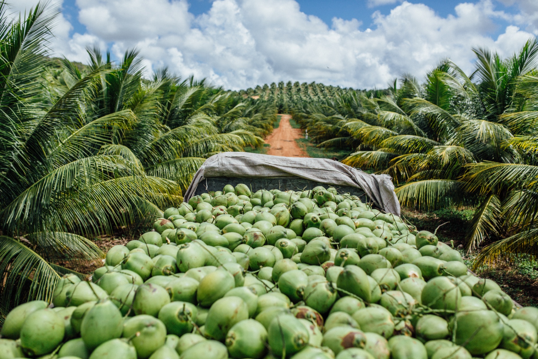 Coqueiral Frysk no litoral norte da Bahia com cocos verdes recém-colhidos