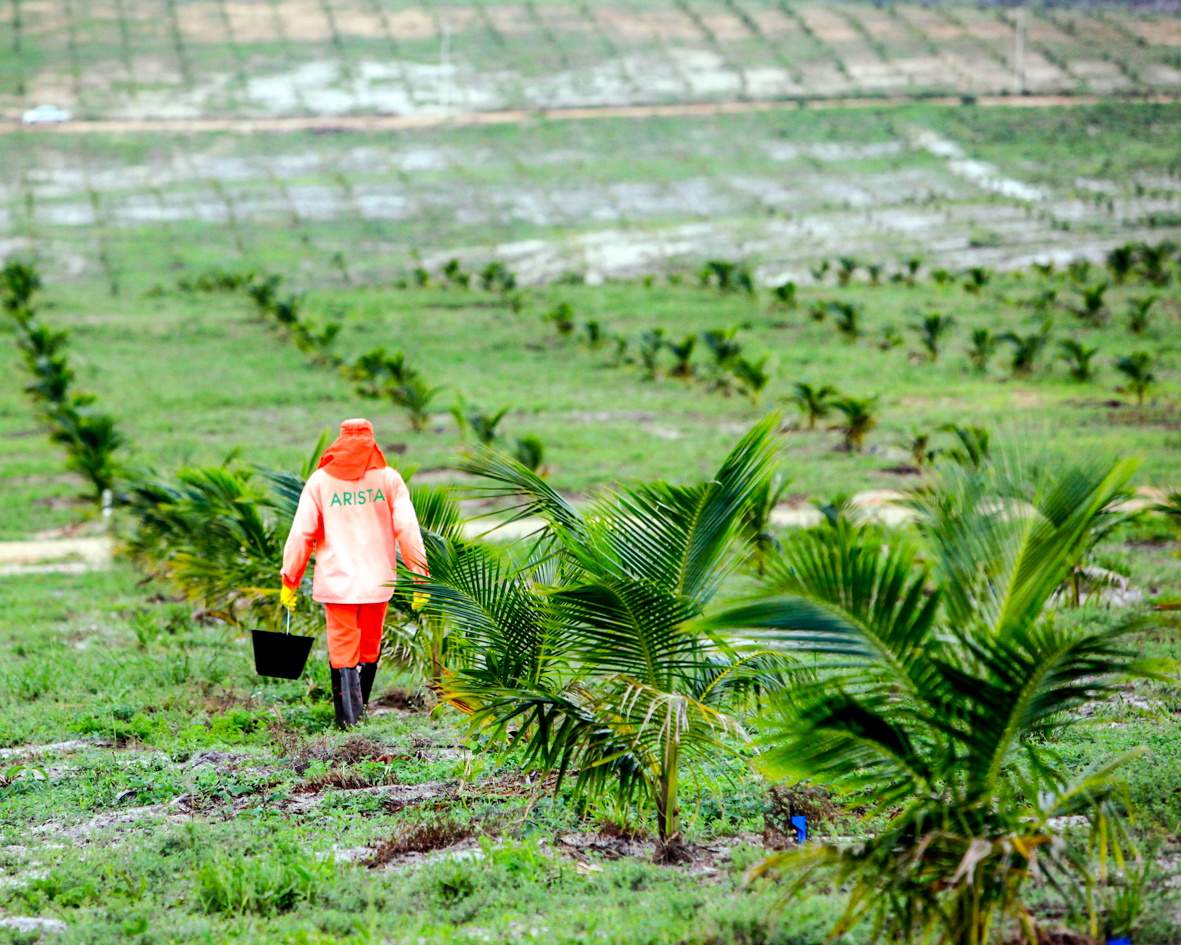 Trabalhador da Frysk em fazenda de coco na Bahia
