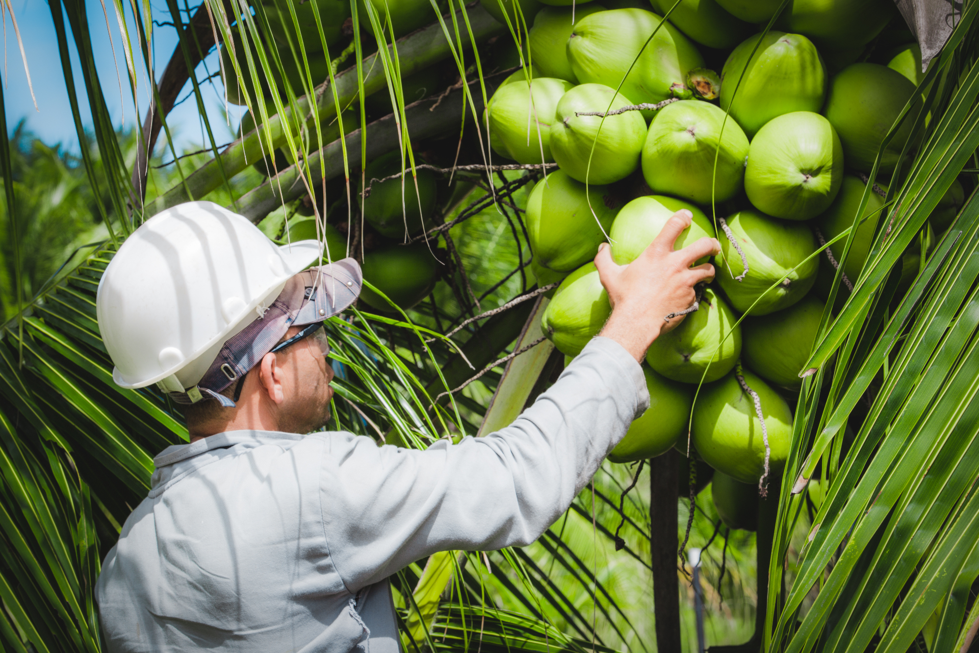 Colheita de coco verde na fazenda Frysk